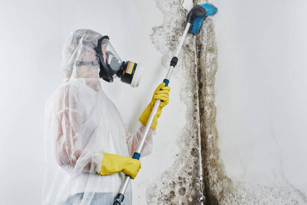 Best Mold Remediation Services  in Union Springs, NY