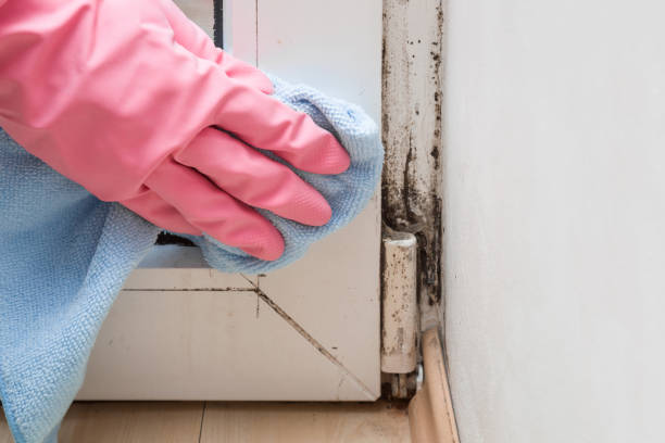 Best Attic Mold Removal  in Union Springs, NY